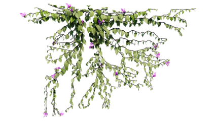 Plant and flower vine green ivy leaves tropic hanging, climbing isolated on transparent background.