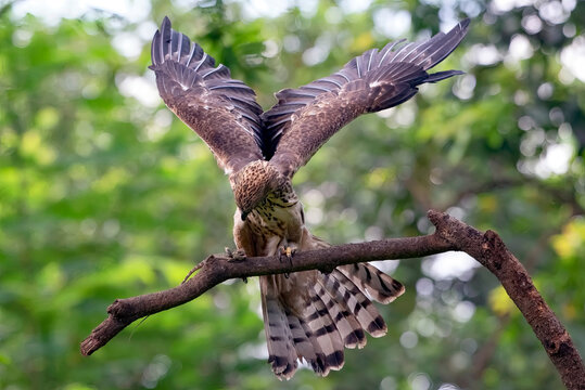 Changeable hawk eagle landing on a branch with a lizard, Indonesia