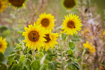 Obraz premium Sonnenblumenfeld am Wegesrand eines Wanderwegs im Sauerland, Cobbenrode 