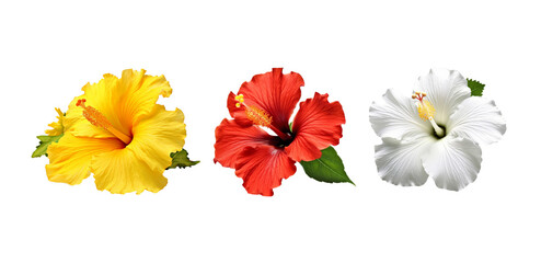 Set of yellow,red and white hibiscus flower isolated on transparent background.