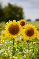 Sonnenblumenfeld in Ende Bremen, Kreis Soest, 2023 