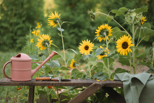 Watering can, apron and gardening equipment on a wooden bench in a garden next to blooming sunflowers, Belarus