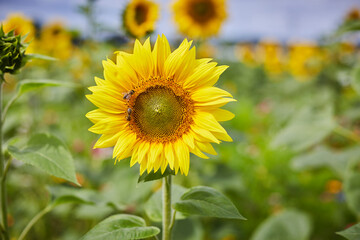 Sonnenblumenfeld und Wildblumen in Ende Bremen, Kreis Soest