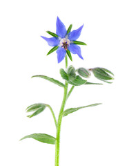Borage flowers isolated on a white background. Borago officinalis flowers.