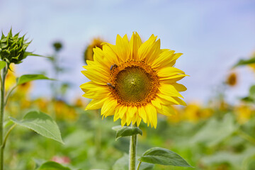 Obraz premium Sonnenblumenfeld und Wildblumen in Ende Bremen, Kreis Soest
