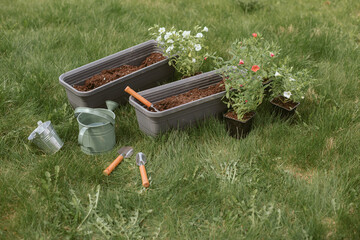 Close-up of trailing petunias (calibrachoa), watering can, plant pots and gardening equipment on a lawn ready for repotting, Belarus