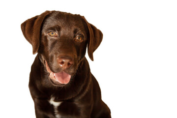 Close-up portrait of a cute young chocolate labrador retriever dog, isolated on a white background. Concept about animals, pets, veterinarian, friendship. Copy space for advertising, design