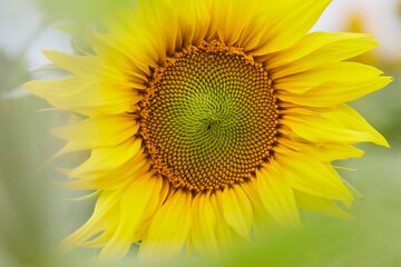 Obraz premium Sonnenblumenfeld und Wildblumen in Ende Bremen, Kreis Soest 