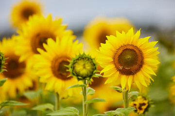 

Sonnenblumenfeld und Wildblumen in Ende Bremen, Kreis Soest
