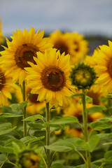 

Sonnenblumenfeld und Wildblumen in Ende Bremen, Kreis Soest
