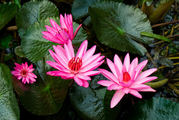 Beautiful Pink Lotus flower or Waterlily in pond in the Morning
