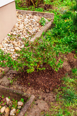 Blueberry bush( Vaccinium corymbosum) with bark mulch, spring yard work, gardening