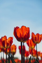 Tulip flowers blooming in the garden field landscape. Stripped tulips growing in flourish meadow...