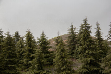 Tehran Botanical Garden and the old trees of this beautiful garden