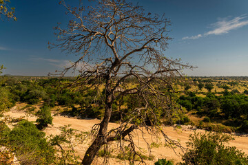 Fototapeta premium african, savanna, savannah, nature, water, sky, sea, beach, tree, mountain, blue, autumn, winter, river, road, lake, forest, outdoors, africa, landscape, clouds, ocean, rock, cloud, coast, mountains, 