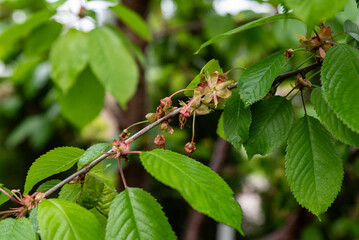 Close-Up of Cherry Fruit Buds on the Tree in Early Development