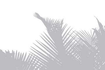 Abstract background of palm leaves or coconut leaves on top. Natural pattern, gray shadow. Copy space or empty. For advertisements, business cards, brochures transparent backgrounds and png