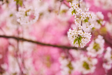 Kirschblütenbaum in verschiedenen Perspektiven