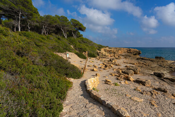 La Marquesa pine forest in the Tarragona coast, Catalonia, Spain.