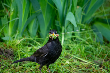 blackbird in the grass
