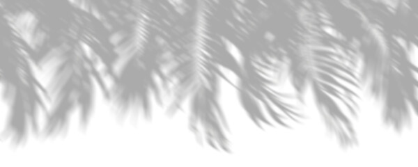 Shadow shade palm leaves moving in scenery clipart on transparent backgrounds 3d render png