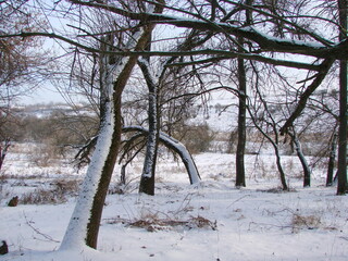 Panorama of snow-covered trunks of forest trees under the rays of the evening sun, bent almost to the ground by strong winter steppe winds.