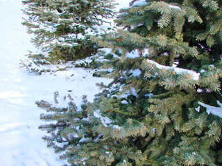 A snow-covered evergreen spruce always pleases the eye of a casual passer-by in winter.