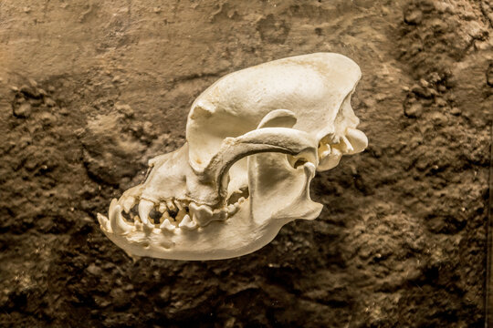 bulldog characteristic anatomical features visible in the structure of the its skull on a stark, non-uniform background