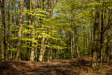 beech deciduous forest in early spring, illuminated by the morning sun's rays