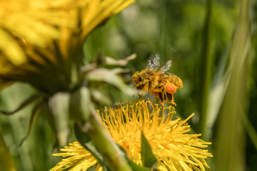 A worker bee collecting nectar with baskets full of collected pollen, apis melifera, honey bee