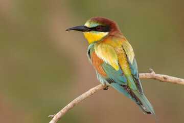 portrait of a spectacularly colored male bee-eater sitting sideways on a stick, merops apiaster