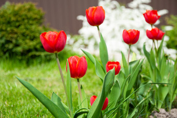 Fototapeta premium Red tulips on a background of green grass in the garden