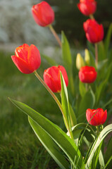 Red tulips on a background of green grass in the garden