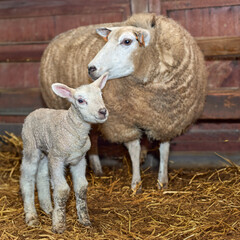 White sheep with new born lamb in stable