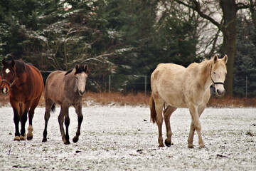 Fototapeta premium Pferde auf verschneiter Koppel