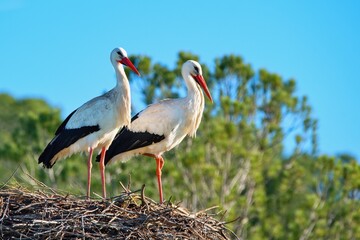 Couple of white storks perched in the nest.