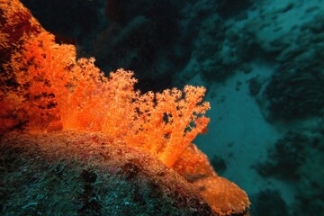 Beautiful red soft coral Dendronepthya.  Underwater scene of biodiversity of coral reef ecosystem.