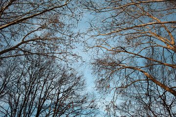 Trees in winter and blue sky in the background - 742526666