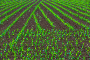 background with young green corn
