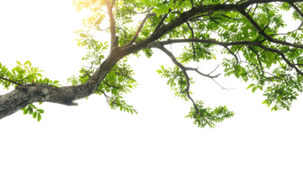 tree branch  isolated on transparent and white background.PNG image