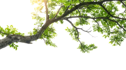  tree branch  isolated on transparent and white background.PNG image © CStock