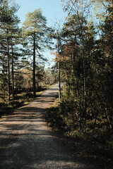 Finnish Forest