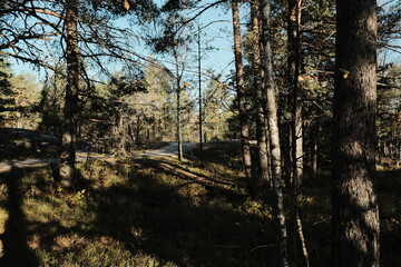 Finnish Forest