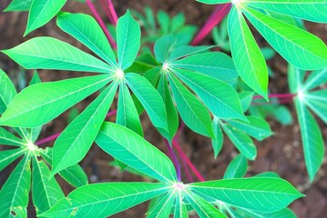 cassava leaves in the farm field