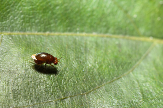 Close up photo of red cucurbit leaf beetle on leaf