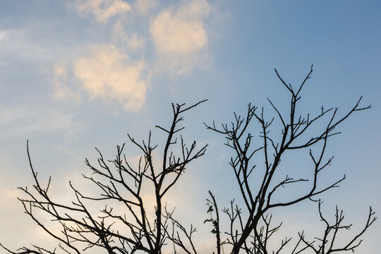 Dry tree with sky