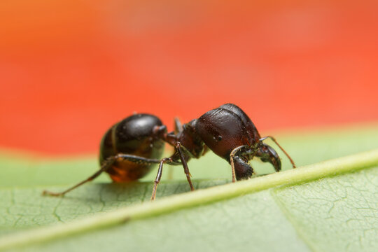 Close-up photo of ants Pheidole jeton driversus on a branch