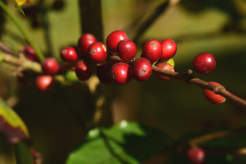 Coffee beans ripening on a tree                               
