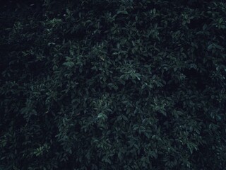 Obraz premium Dark green leaf background abstract