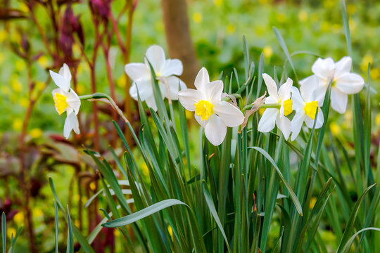 closeup of white daffodils in full bloom. carpathian nature background with narcissus flower in springtime